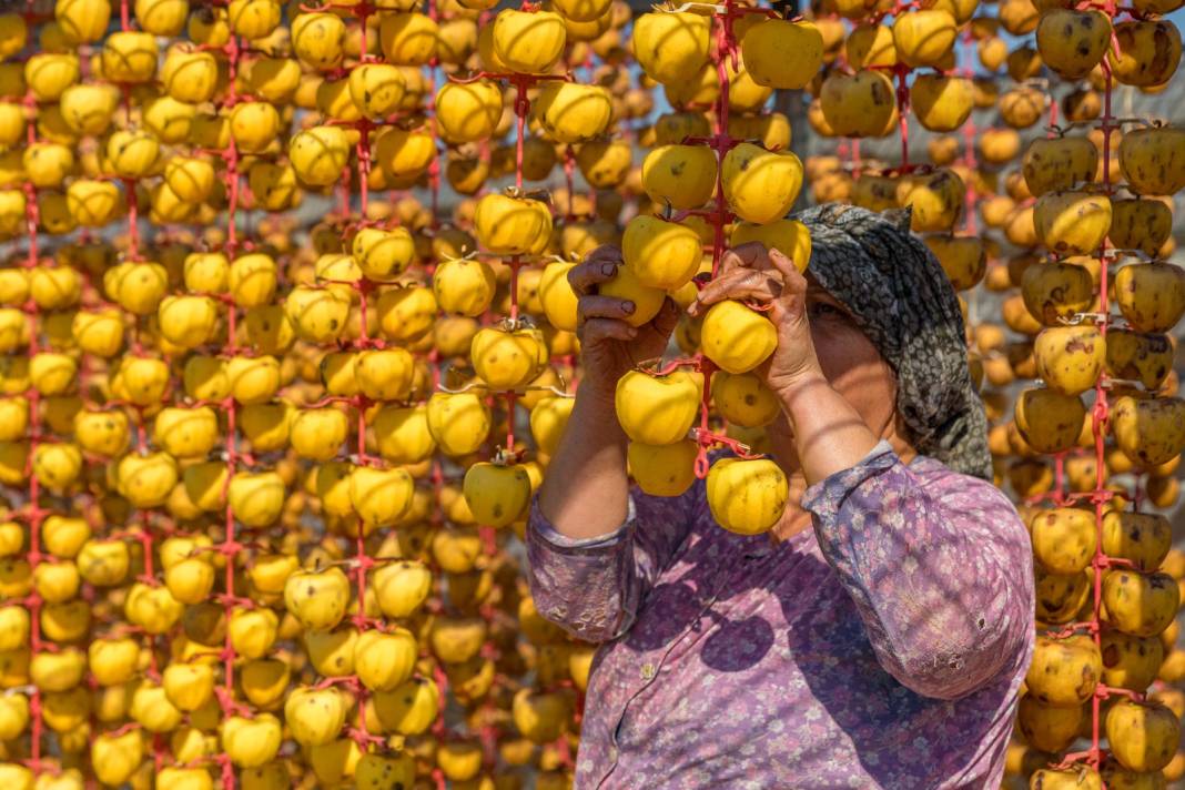 Tazeyken 100 lira kurutulunca kilosu 500 liradan satılıyor. Kurusu yaşından kat kat daha sağlıklı 5